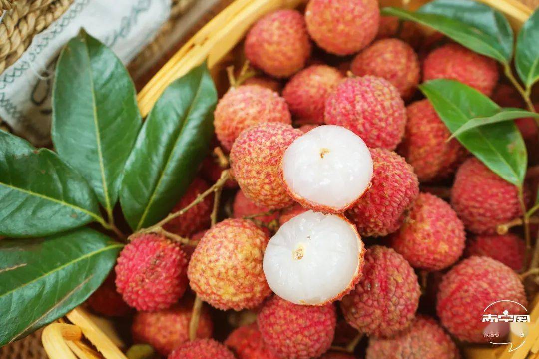 百年老樹現(xiàn)摘直發(fā)!靈山桂味,無(wú)核荔枝,爆汁清甜等你來(lái)嘗!一般超市買不