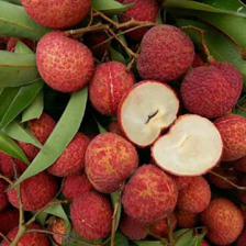 靈山荔枝苗批發(fā) A4無(wú)核荔枝苗 低價(jià)荔枝苗 產(chǎn)地貨源