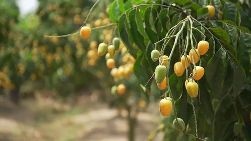 云浮︱吃完荔枝該吃黃皮了 日常鮮甜 日常爽脆 已經(jīng)沒法概括它的好