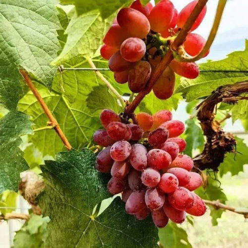 荔枝 白菜價(jià) 本地馬陸葡萄 藍(lán)莓 櫻桃都已上市,東魁楊梅也到貨,大口吃水果的季節(jié)到了