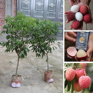 果樹南方無(wú)核桂味荔枝樹樹苗妃子笑白蠟荔枝王苗當(dāng)年結(jié)果地栽盆栽
