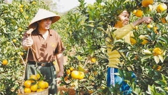 人民日?qǐng)?bào)解讀澄邁農(nóng)產(chǎn)品何以賣出天價(jià)