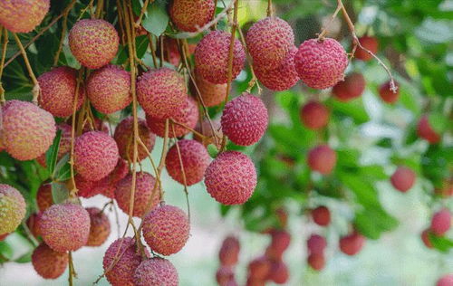 廣西名優(yōu)特產(chǎn) 荔枝,不僅是一種夏季時(shí)令水果這么簡單,故事多多