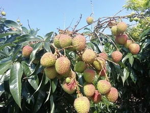 鹽百源頭直采▕ 海南妃子笑荔枝新鮮上市