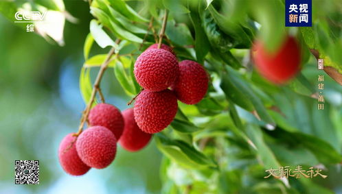 莆田 逆天改命 向海而生