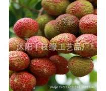 番荔枝樹苗產品信息
