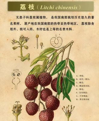 無核荔枝是轉(zhuǎn)基因?