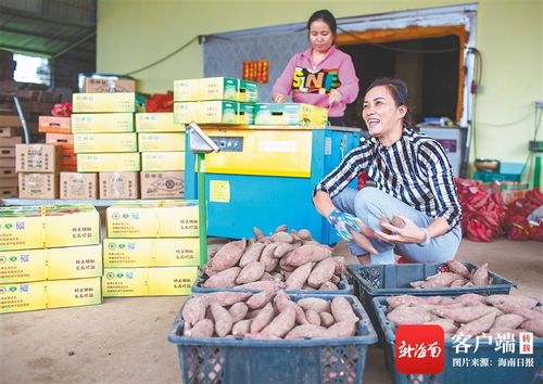 海南闊步新征程 澄邁農旅融合，無核荔枝點亮美好生活
