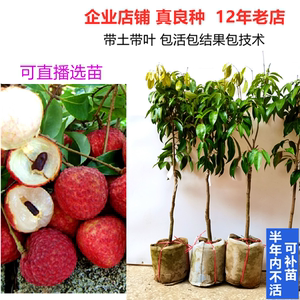 無核荔枝樹苗的培育與無核荔枝的獨特優(yōu)勢