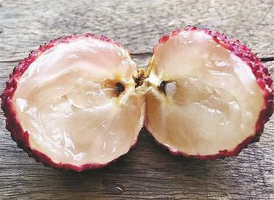 荔枝無核市民嘗鮮存疑惑 專家:通過嫁接等手段培育